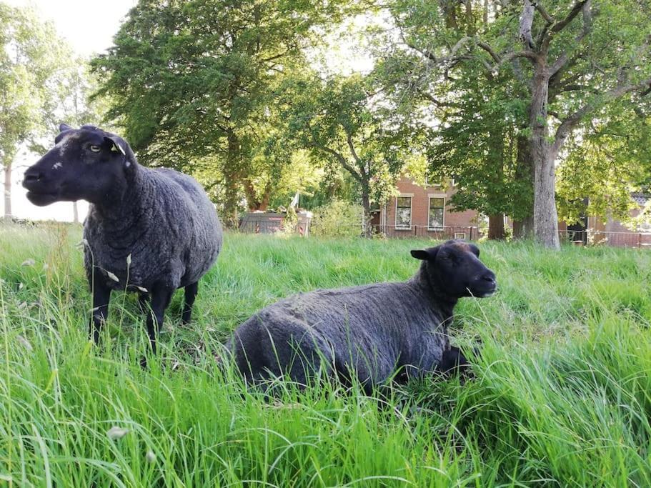 'T Winkeltje - Vakantiehuisje Op Boerderij Huize Blokland Hem Esterno foto
